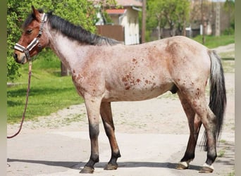 Inne kuce/małe konie, Wałach, 4 lat, 145 cm, Gniada