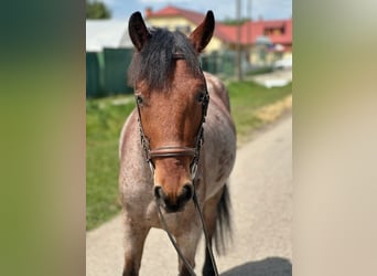 Inne kuce/małe konie, Wałach, 4 lat, 145 cm, Gniada