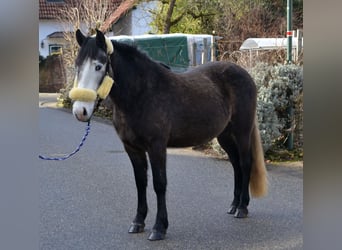 Inne kuce/małe konie, Wałach, 4 lat, 145 cm, Karosiwa