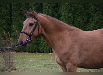 Inne kuce/małe konie, Wałach, 4 lat, 147 cm, Bułana