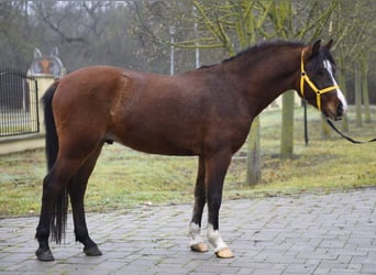 Inne kuce/małe konie, Wałach, 4 lat, 147 cm, Gniada