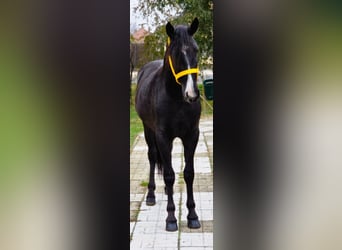 Inne kuce/małe konie, Wałach, 4 lat, 148 cm, Kara