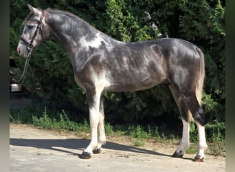 Inne kuce/małe konie, Wałach, 4 lat, 148 cm, Srokata
