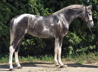 Inne kuce/małe konie, Wałach, 4 lat, 148 cm, Srokata