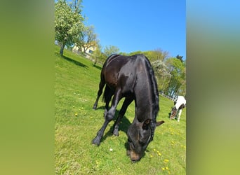 Inne kuce/małe konie, Wałach, 4 lat, 150 cm, Ciemnogniada