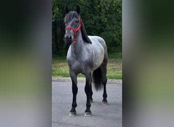 Inne kuce/małe konie, Wałach, 4 lat, 152 cm, Karodereszowata