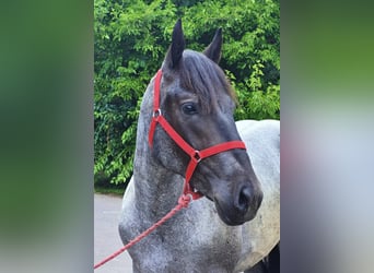 Inne kuce/małe konie, Wałach, 4 lat, 152 cm, Karodereszowata