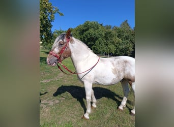 Inne kuce/małe konie, Wałach, 4 lat, 155 cm, Srokata