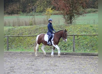 Inne kuce/małe konie, Wałach, 4 lat, 156 cm, Srokata
