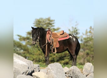 Inne kuce/małe konie, Wałach, 4 lat, 84 cm, Kara