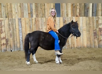 Inne kuce/małe konie, Wałach, 4 lat, 86 cm, Srokata