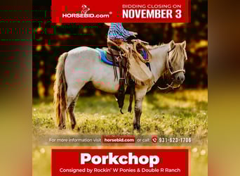 Inne kuce/małe konie, Wałach, 5 lat, 102 cm, Bułana