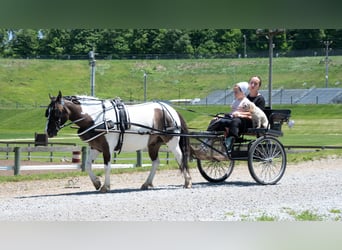 Inne kuce/małe konie, Wałach, 5 lat, 102 cm, Srokata