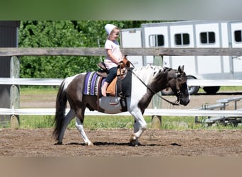 Inne kuce/małe konie, Wałach, 5 lat, 102 cm, Srokata