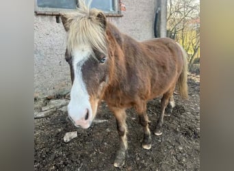 Inne kuce/małe konie Mix, Wałach, 5 lat, 110 cm, Ciemnokasztanowata