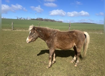 Inne kuce/małe konie Mix, Wałach, 5 lat, 110 cm, Ciemnokasztanowata