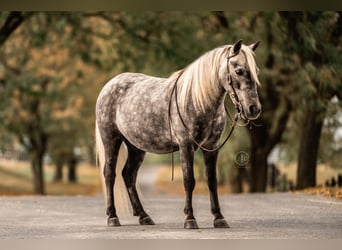 Inne kuce/małe konie, Wałach, 5 lat, 112 cm, Siwa