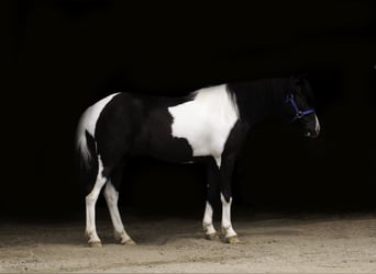 Inne kuce/małe konie, Wałach, 5 lat, 112 cm