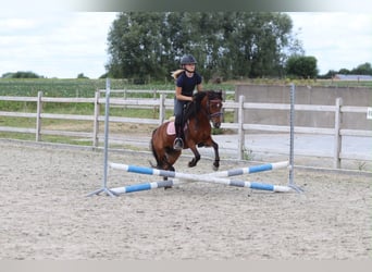 Inne kuce/małe konie, Wałach, 5 lat, 120 cm, Gniada