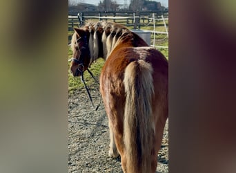 Inne kuce/małe konie, Wałach, 5 lat, 125 cm, Kasztanowata