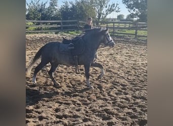 Inne kuce/małe konie, Wałach, 5 lat, 125 cm, Siwa jabłkowita
