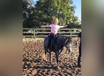 Inne kuce/małe konie, Wałach, 5 lat, 125 cm, Siwa jabłkowita