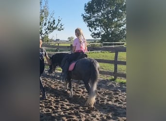 Inne kuce/małe konie, Wałach, 5 lat, 125 cm, Siwa jabłkowita