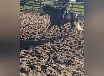 Inne kuce/małe konie, Wałach, 5 lat, 125 cm, Siwa jabłkowita