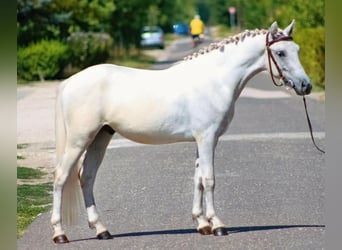 Inne kuce/małe konie, Wałach, 5 lat, 125 cm, Siwa