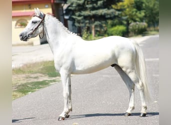 Inne kuce/małe konie, Wałach, 5 lat, 125 cm, Siwa