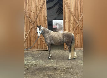 Inne kuce/małe konie, Wałach, 5 lat, 127 cm, Siwa