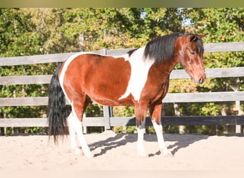 Inne kuce/małe konie, Wałach, 5 lat, 127 cm, Srokata