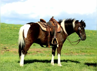 Inne kuce/małe konie, Wałach, 5 lat, 127 cm, Srokata