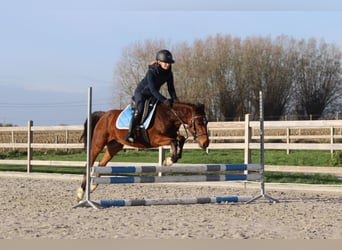 Inne kuce/małe konie, Wałach, 5 lat, 140 cm, Gniada