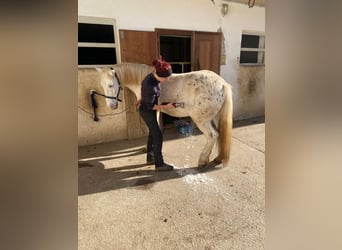 Inne kuce/małe konie Mix, Wałach, 5 lat, 140 cm, Tarantowata