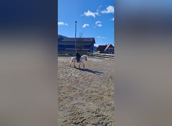 Inne kuce/małe konie Mix, Wałach, 5 lat, 140 cm, Tarantowata