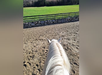 Inne kuce/małe konie Mix, Wałach, 5 lat, 140 cm, Tarantowata