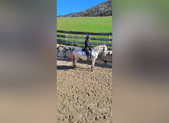 Inne kuce/małe konie Mix, Wałach, 5 lat, 140 cm, Tarantowata