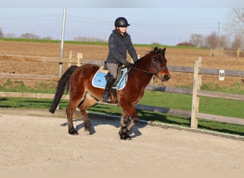 Inne kuce/małe konie, Wałach, 5 lat, 142 cm, Gniada