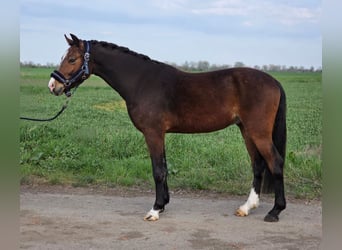 Inne kuce/małe konie, Wałach, 5 lat, 142 cm, Gniada