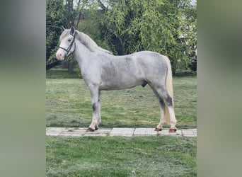 Inne kuce/małe konie, Wałach, 5 lat, 143 cm, Siwa