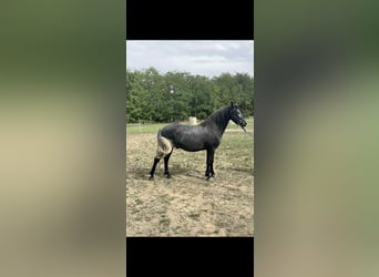 Inne kuce/małe konie, Wałach, 5 lat, 144 cm, Siwa