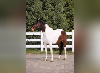 Inne kuce/małe konie, Wałach, 5 lat, 147 cm, Srokata