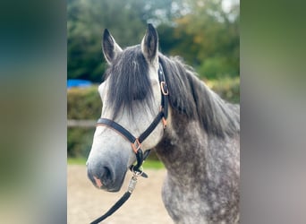 Inne kuce/małe konie, Wałach, 5 lat, 150 cm, Siwa jabłkowita