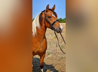 Inne kuce/małe konie, Wałach, 5 lat, 150 cm, Srokata
