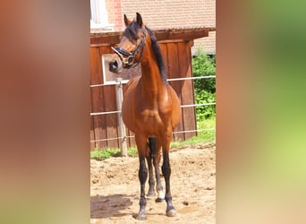 Inne kuce/małe konie, Wałach, 5 lat, 152 cm, Gniada