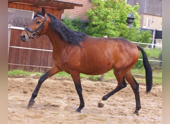 Inne kuce/małe konie, Wałach, 5 lat, 152 cm, Gniada