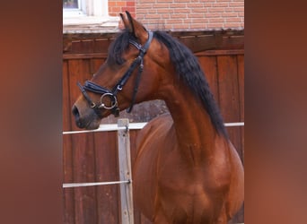 Inne kuce/małe konie, Wałach, 5 lat, 152 cm, Gniada