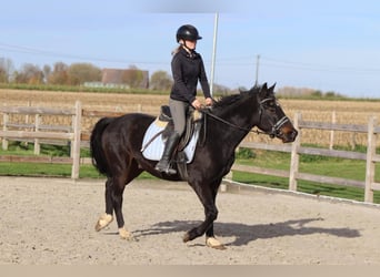 Inne kuce/małe konie, Wałach, 5 lat, 154 cm, Kara