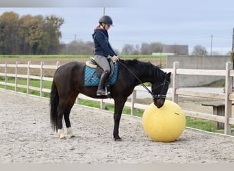 Inne kuce/małe konie, Wałach, 5 lat, 154 cm, Kara
